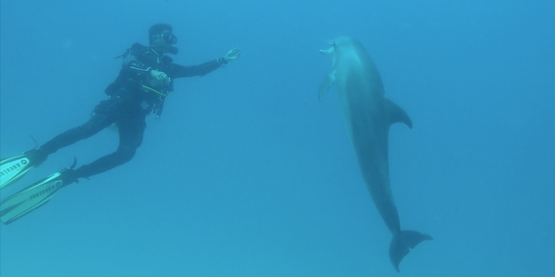 Bottlenose Dolphin at Marsa Nakari House Reef by Tony and Julie